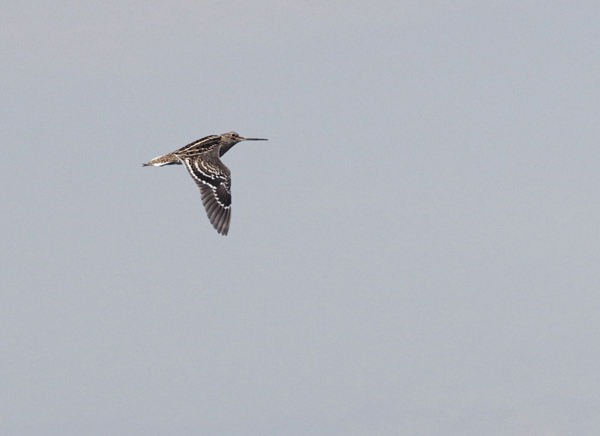 Great Snipe