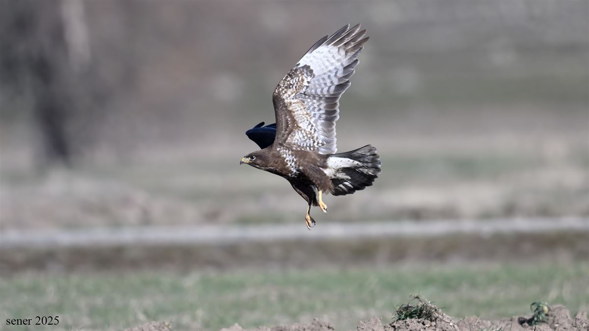 Common Buzzard