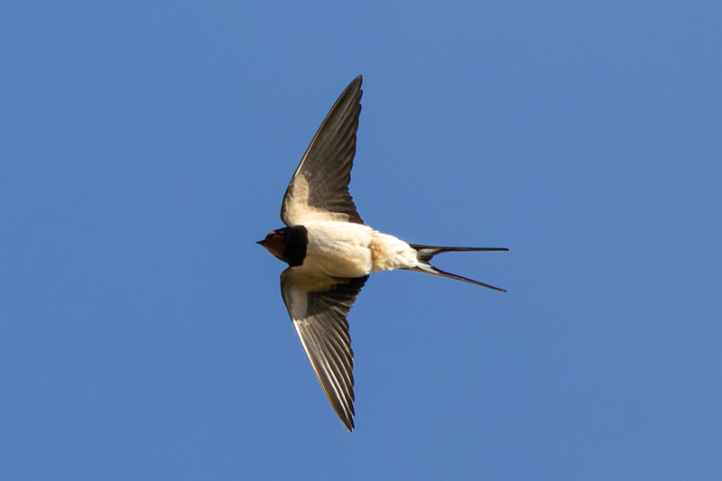 Barn Swallow