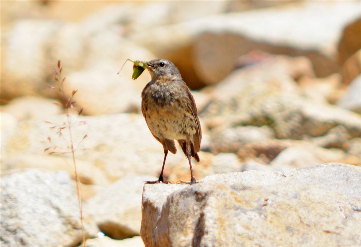 Water Pipit