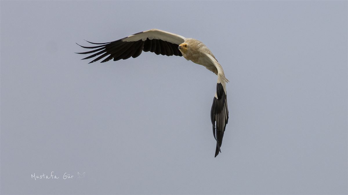 Egyptian Vulture