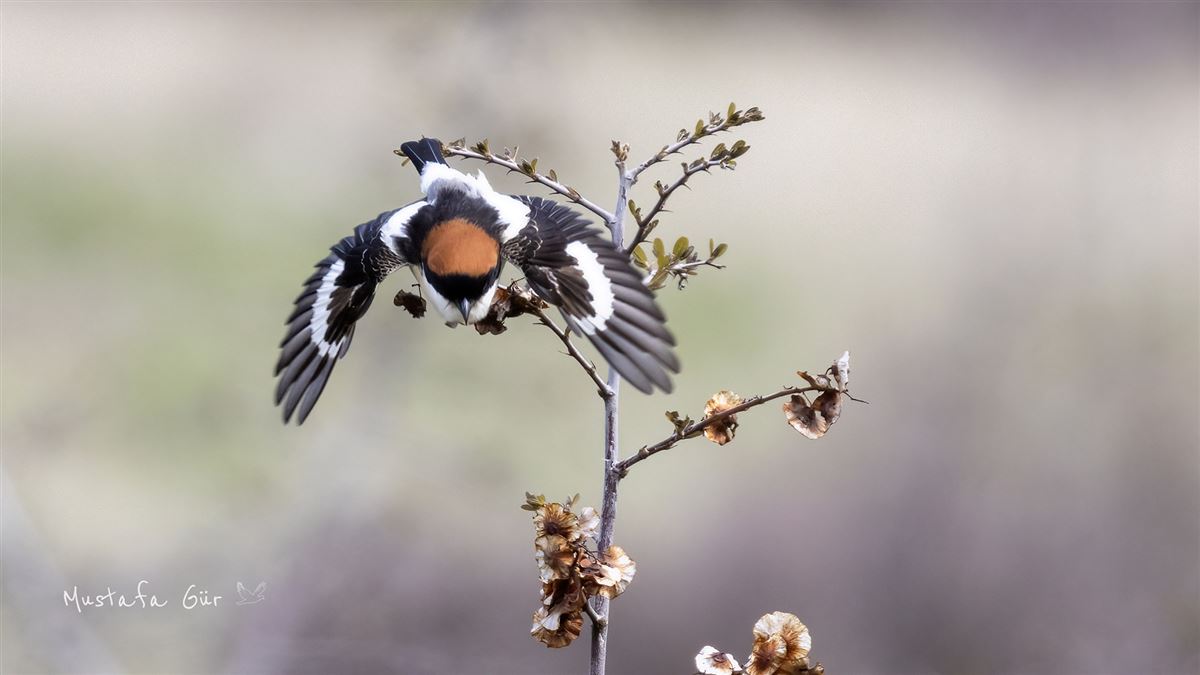 Woodchat Shrike
