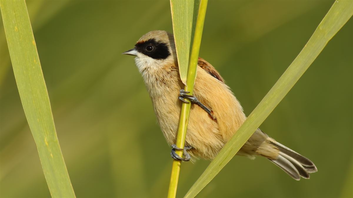 Eurasian Penduline Tit