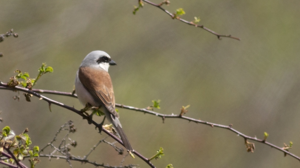 Red-backed Shrike