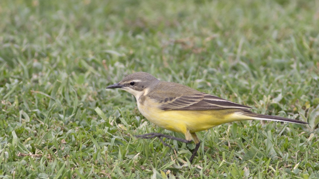 Western Yellow Wagtail
