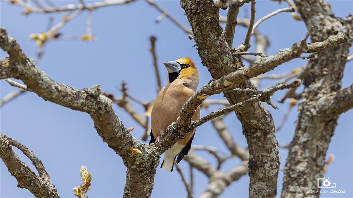 Hawfinch