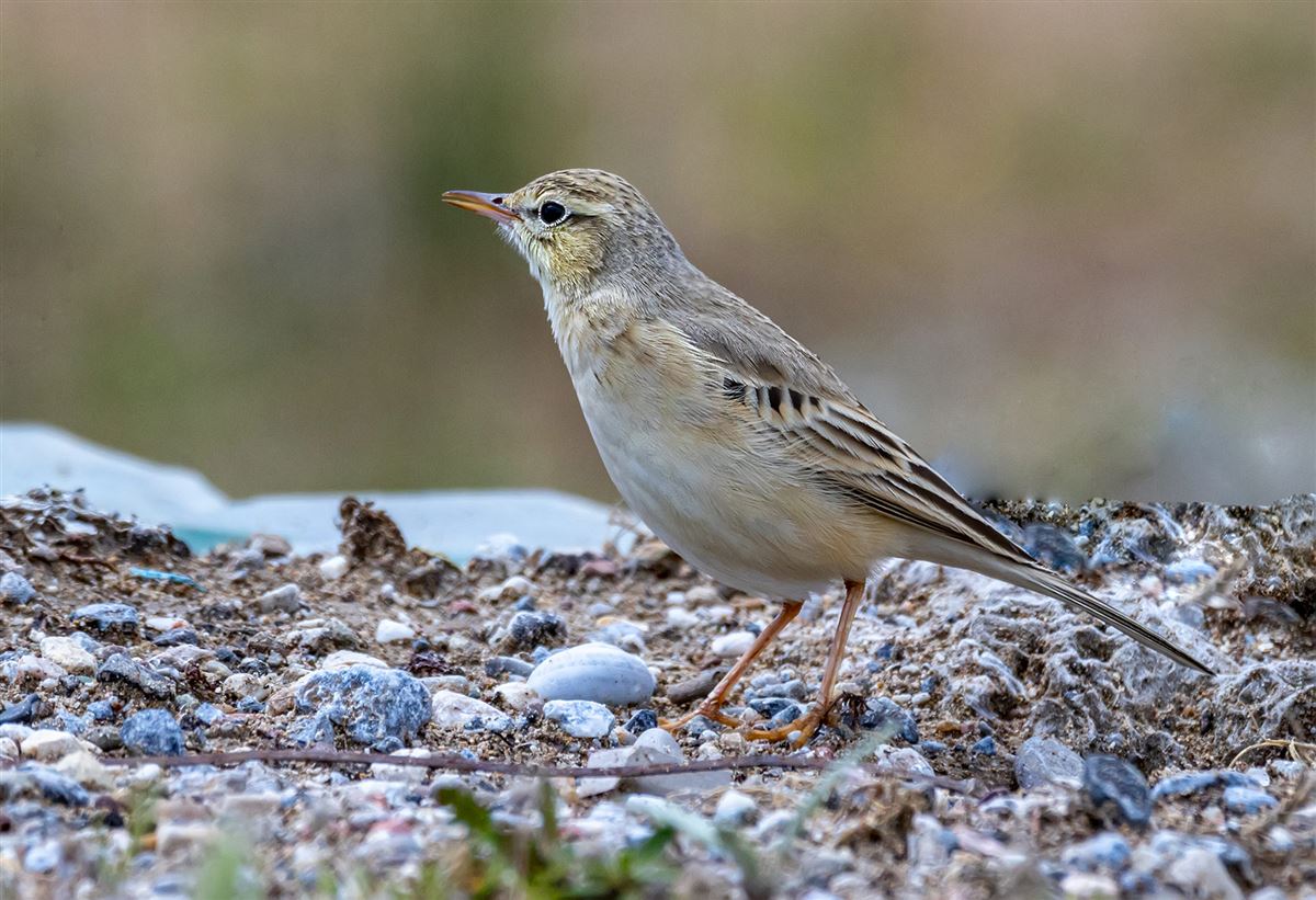 Tawny Pipit