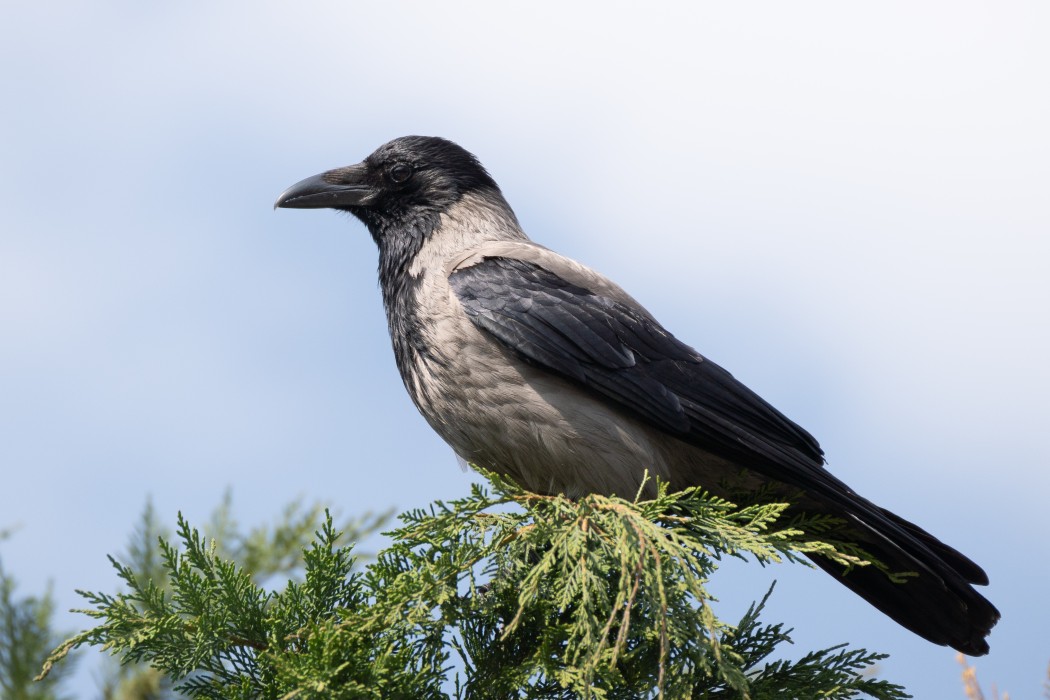 Hooded Crow