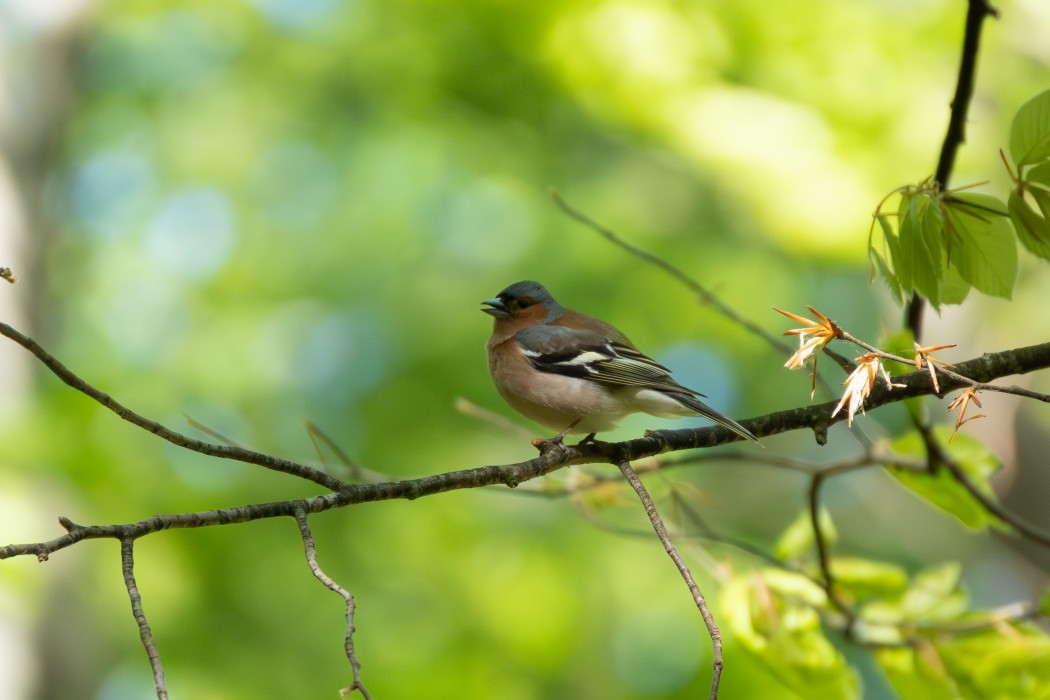 Eurasian Chaffinch