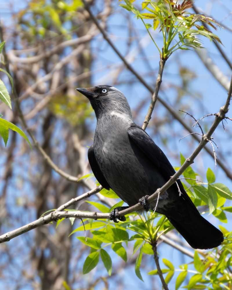 Western Jackdaw