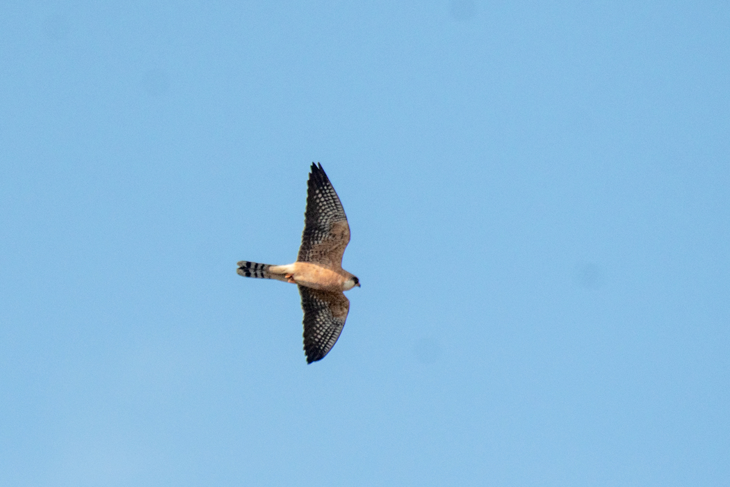Red-footed Falcon
