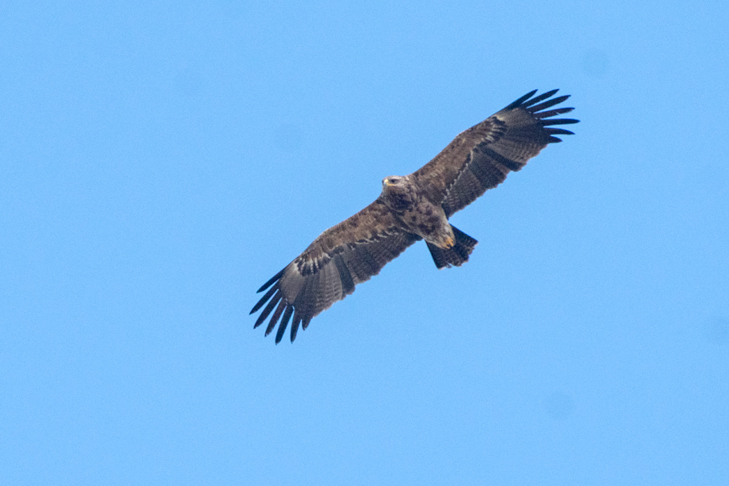 Lesser Spotted Eagle