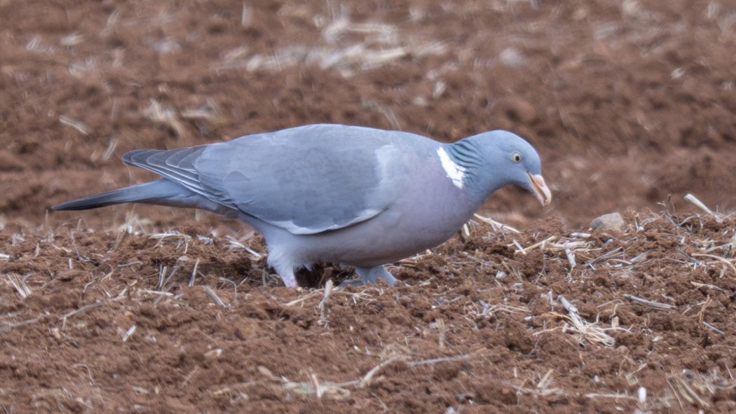 Common Wood Pigeon