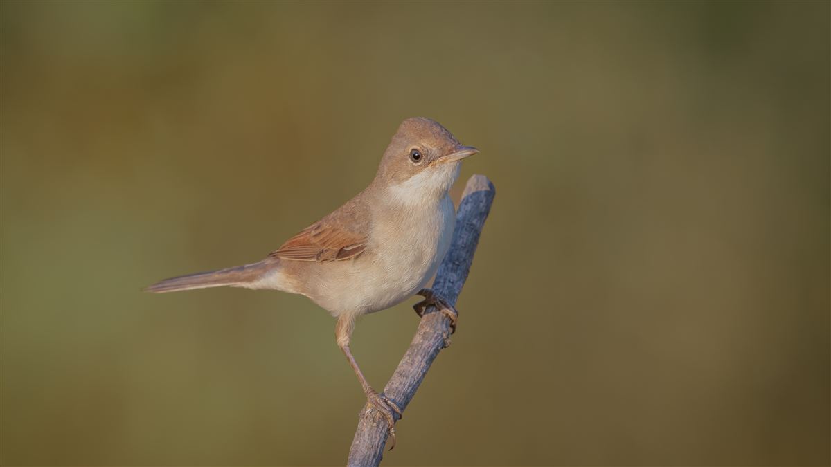 Common Whitethroat