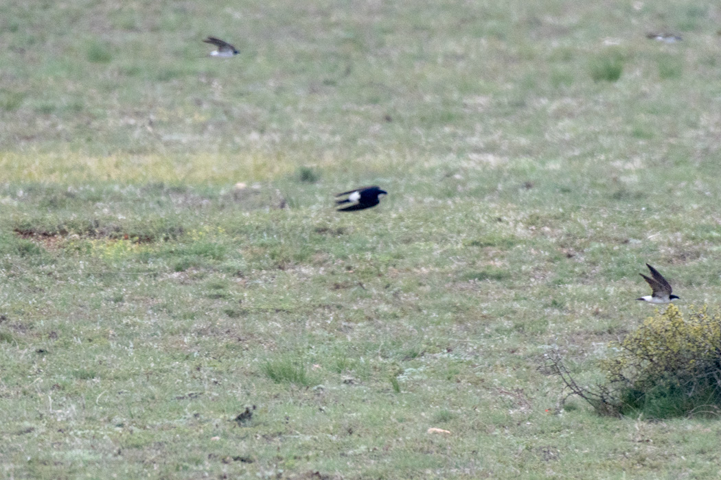 Western House Martin