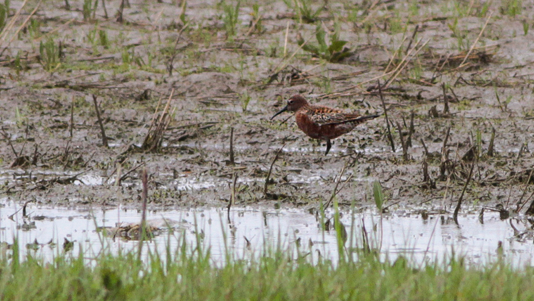 Curlew Sandpiper