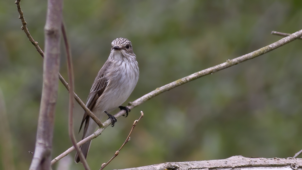 Spotted Flycatcher