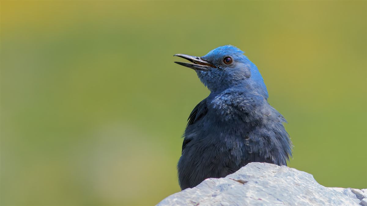 Blue Rock Thrush