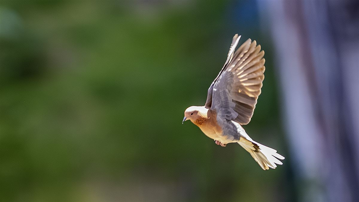 Laughing Dove