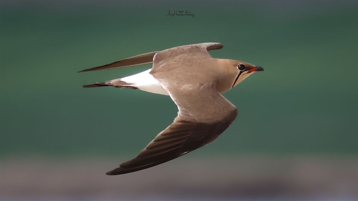 Collared Pratincole