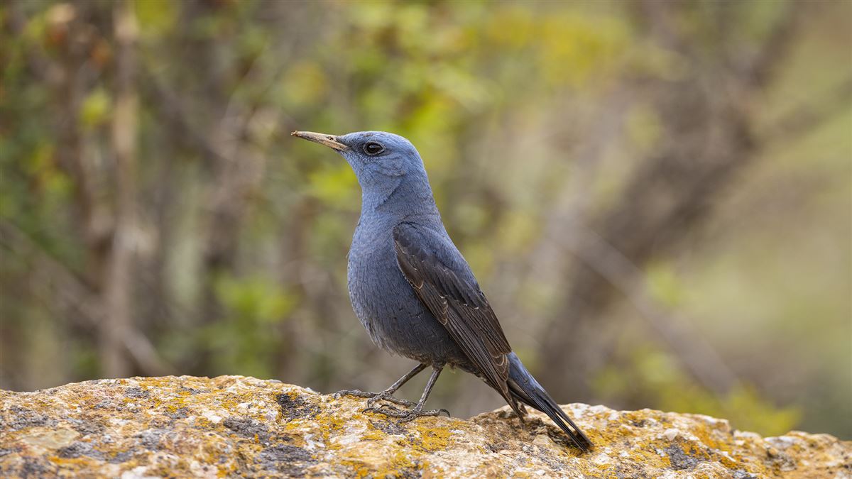 Blue Rock Thrush