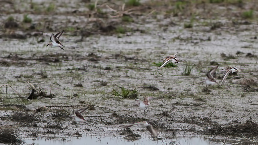 Little Stint