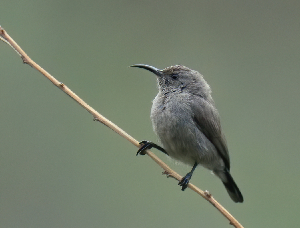 Palestine Sunbird