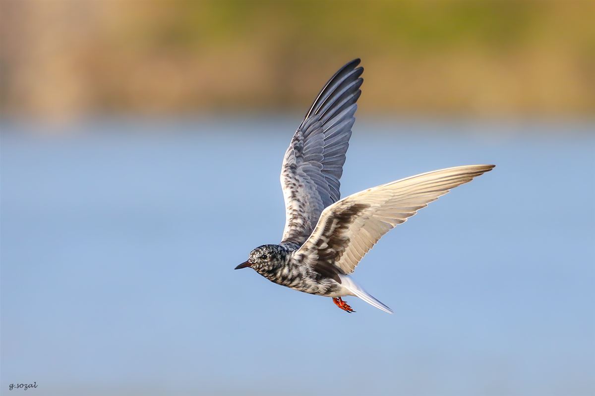 White-winged Tern