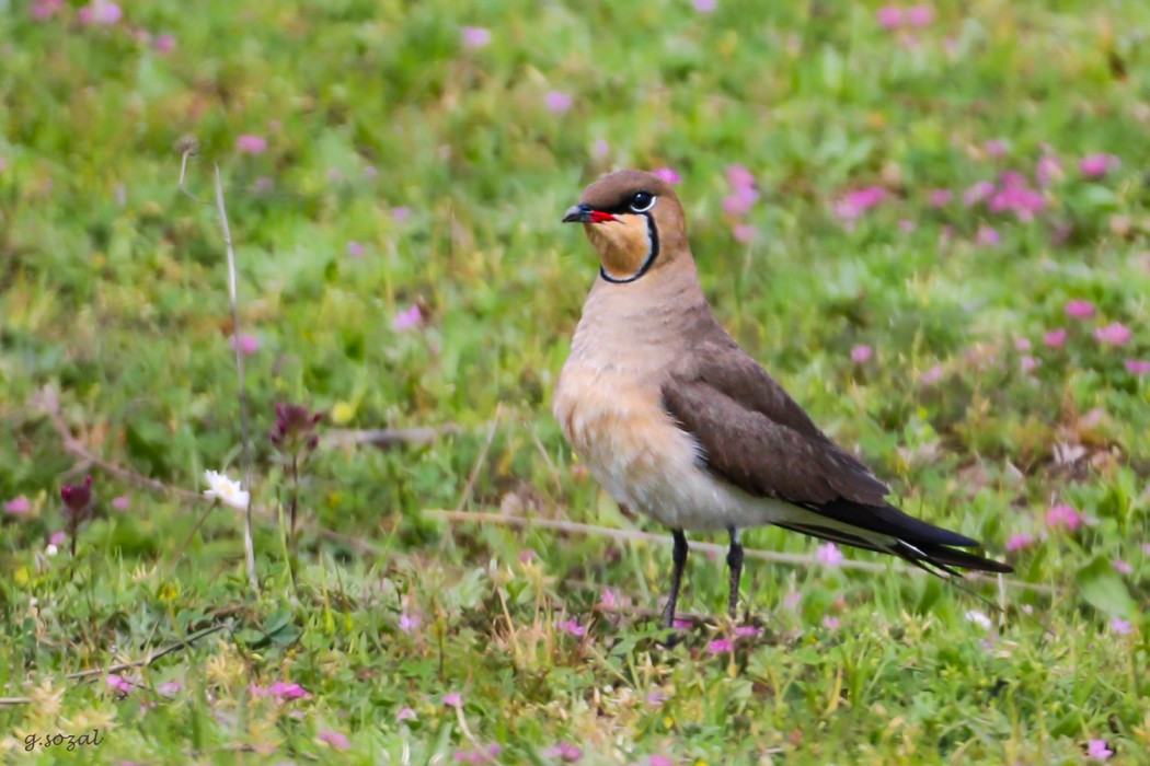 Collared Pratincole