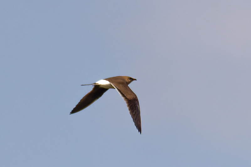 Collared Pratincole