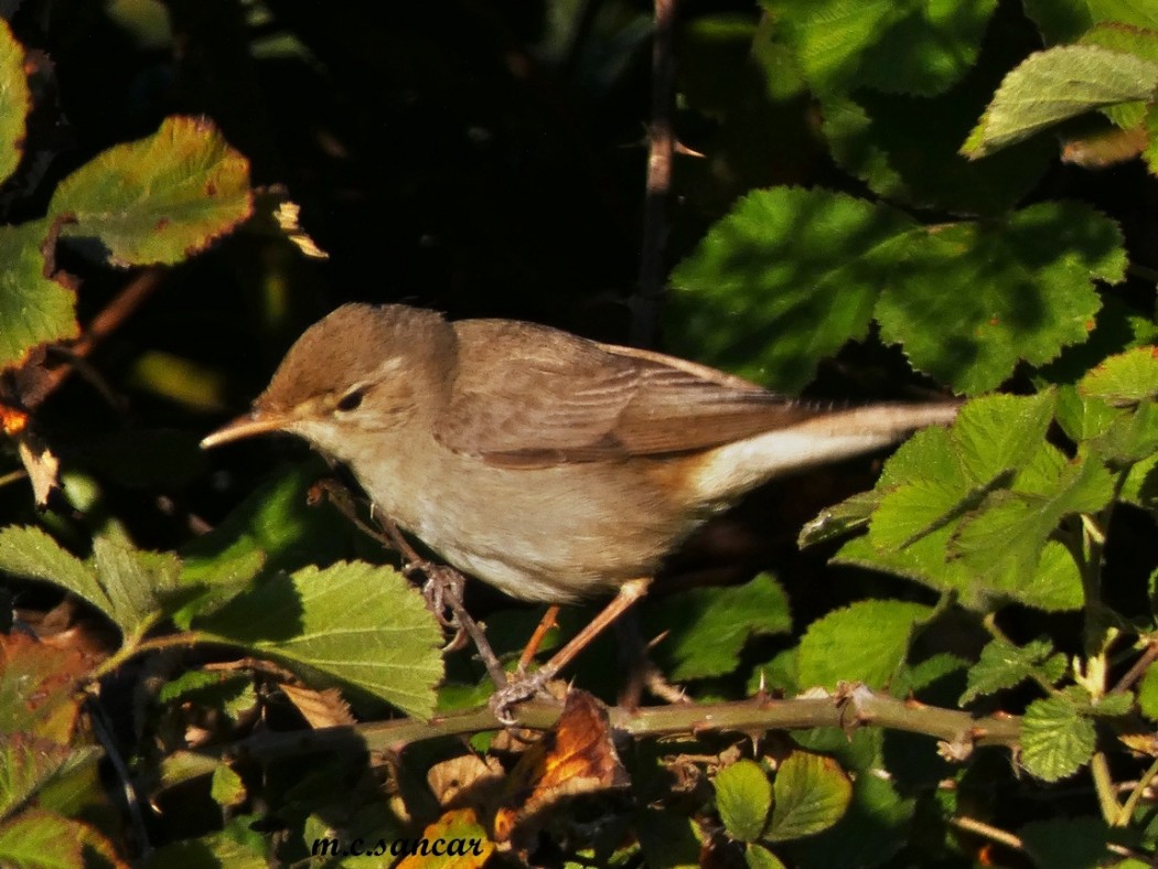 Common Reed Warbler