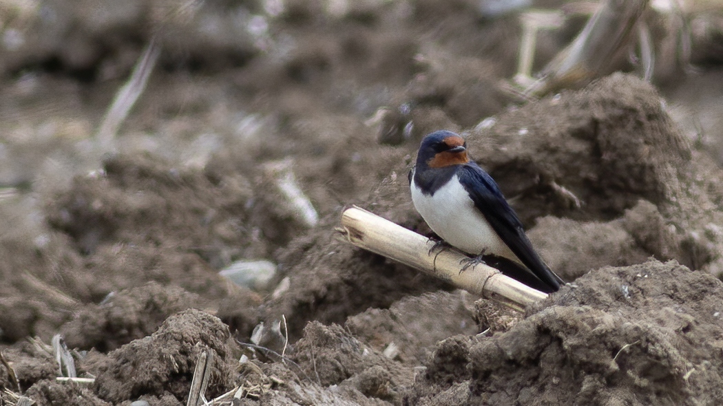 Barn Swallow