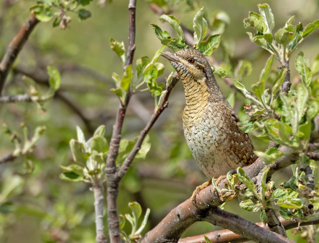 Eurasian Wryneck