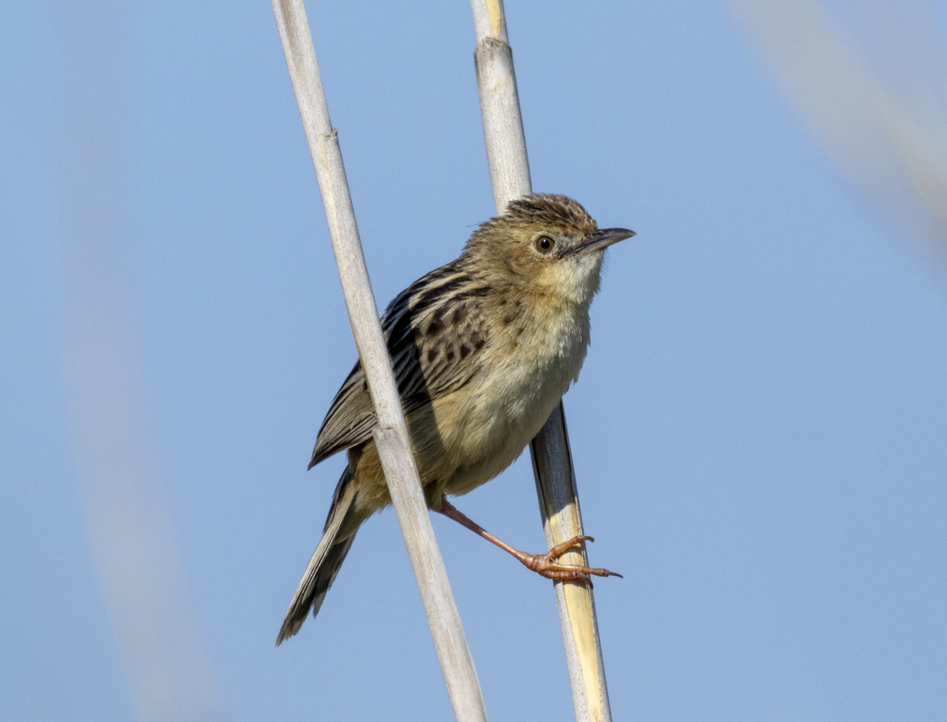 Zitting Cisticola