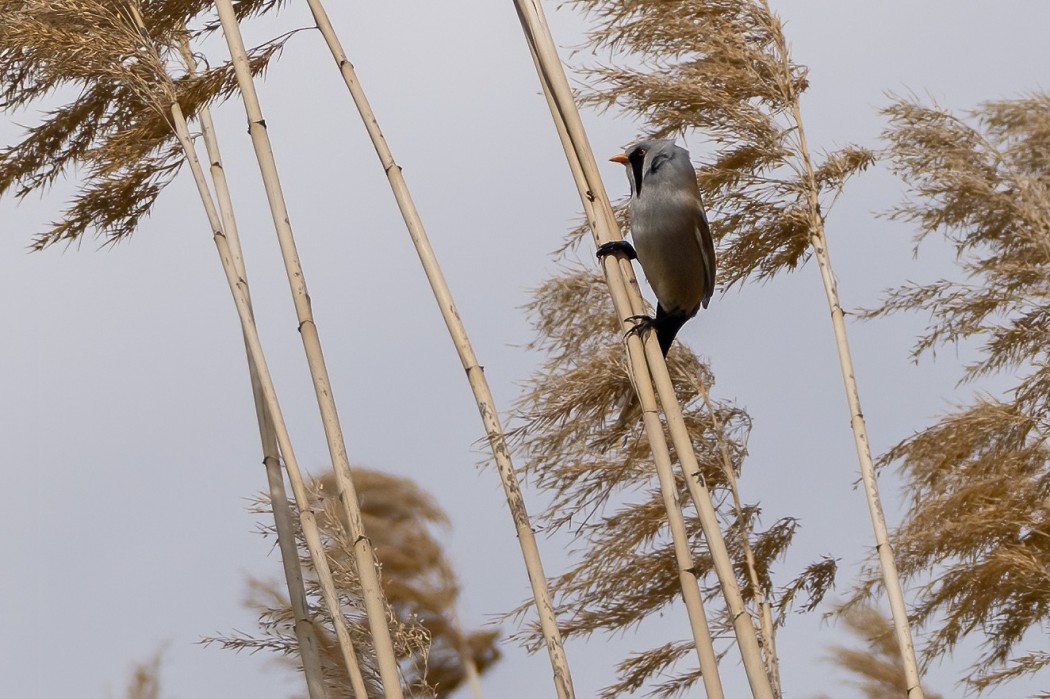 Bearded Reedling
