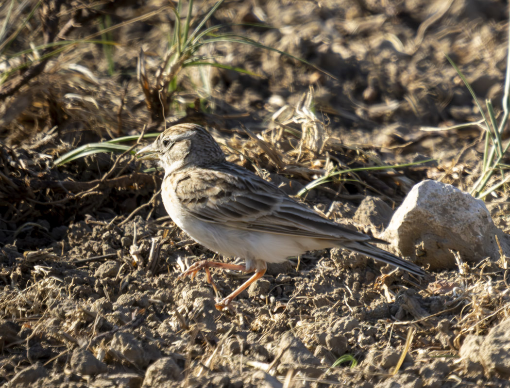 Greater Short-toed Lark