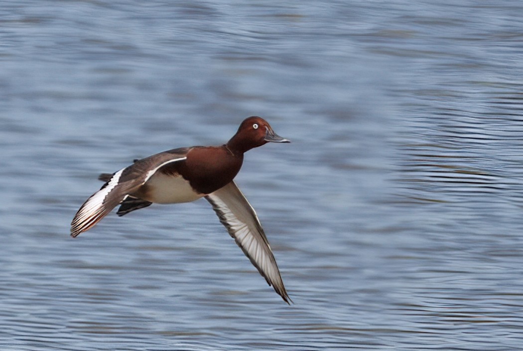 Ferruginous Duck