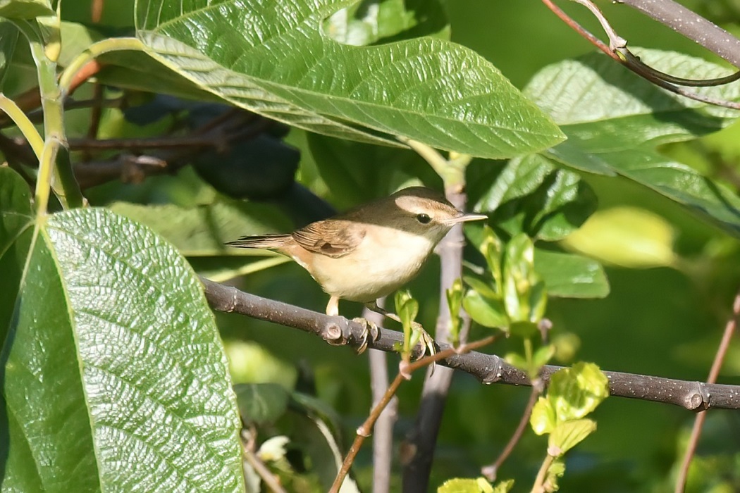 Marsh Warbler