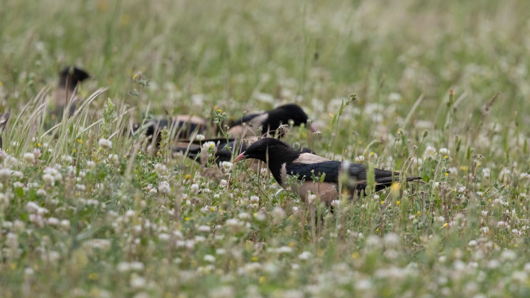 Rosy Starling