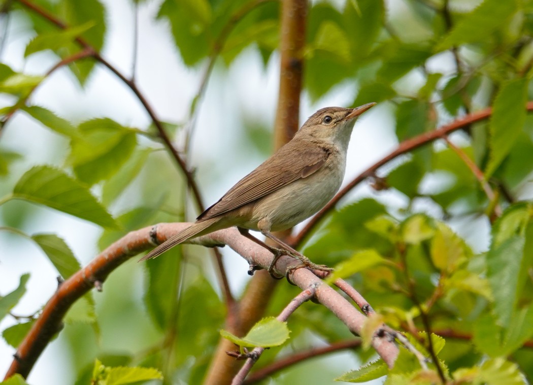 Marsh Warbler
