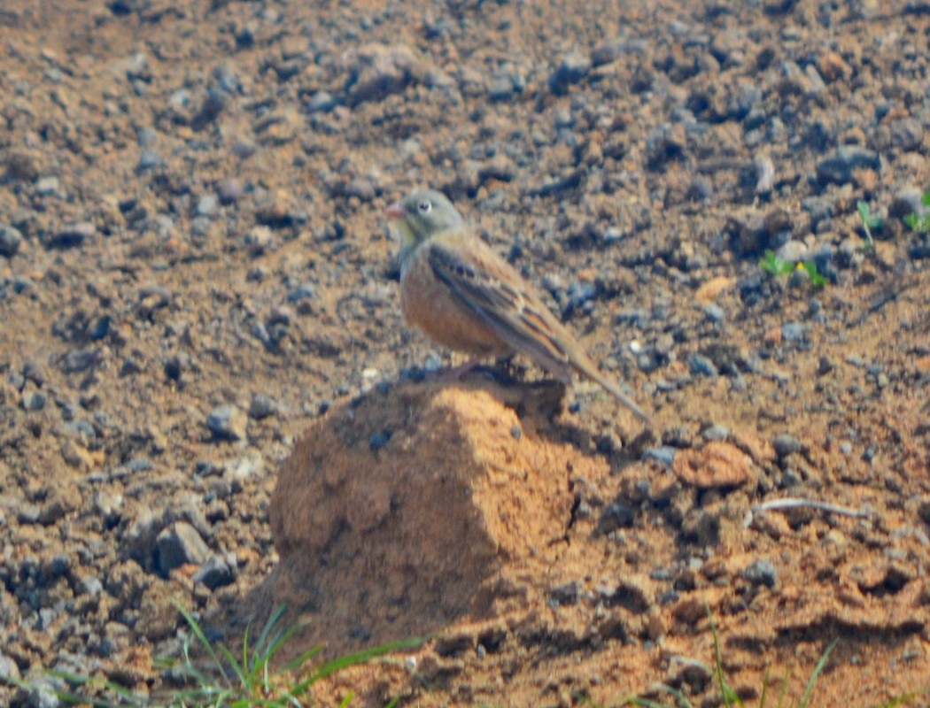 Ortolan Bunting