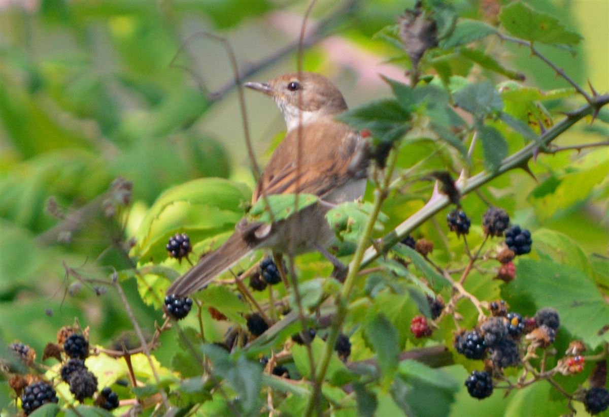 Common Whitethroat