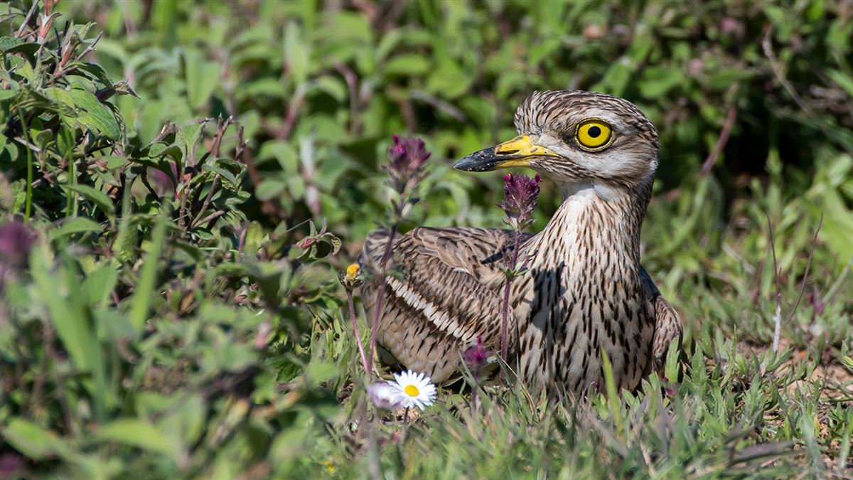 Eurasian Stone-curlew