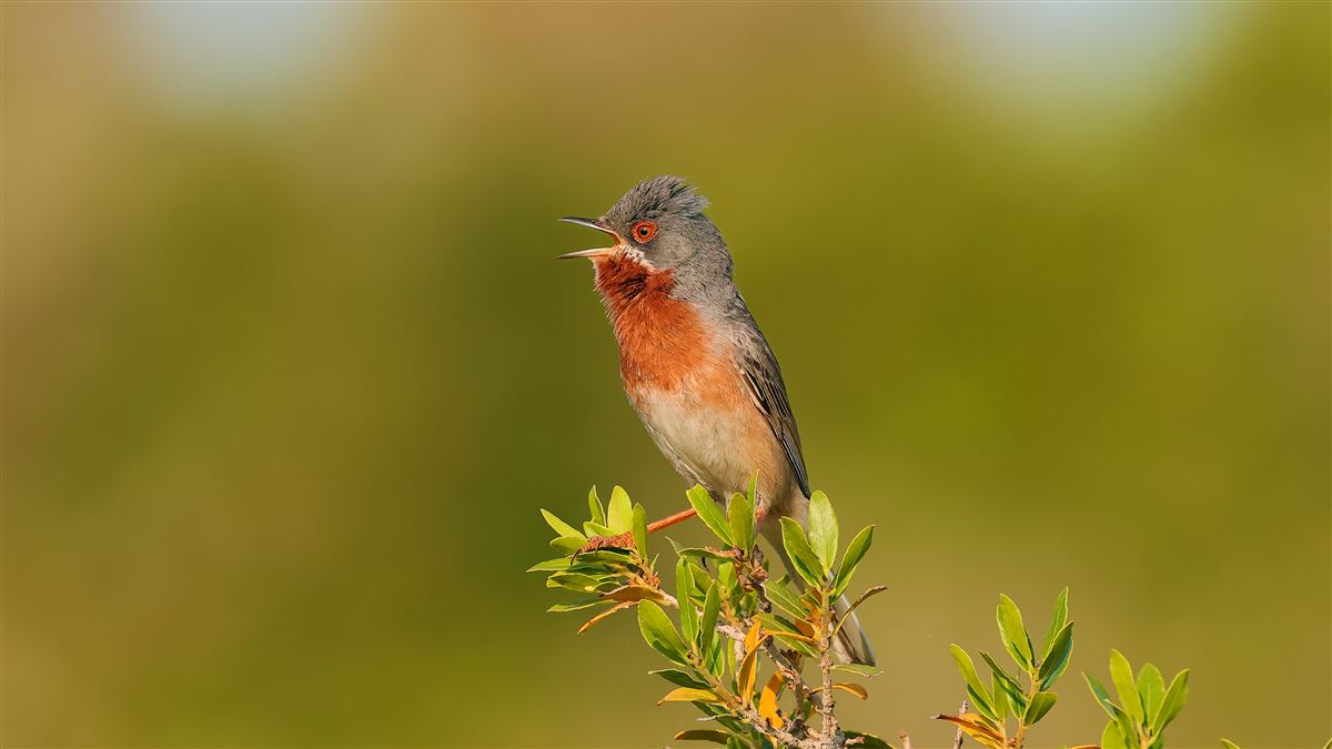 Subalpine Warbler