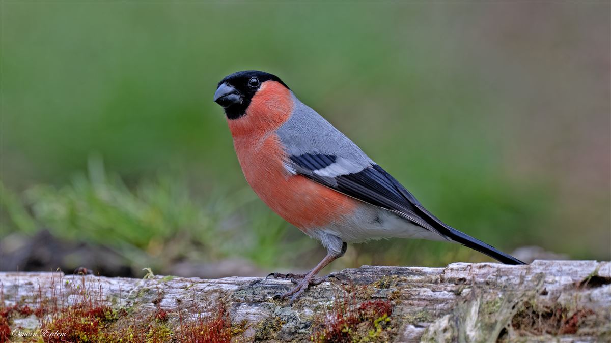 Eurasian Bullfinch