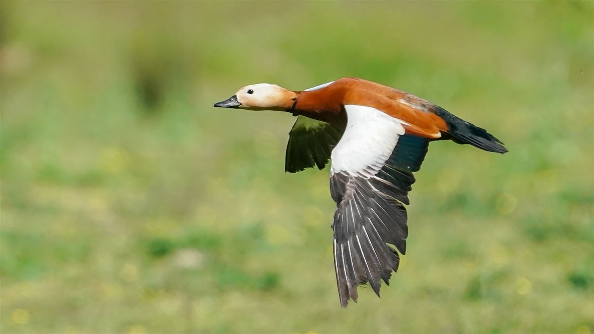 Ruddy Shelduck