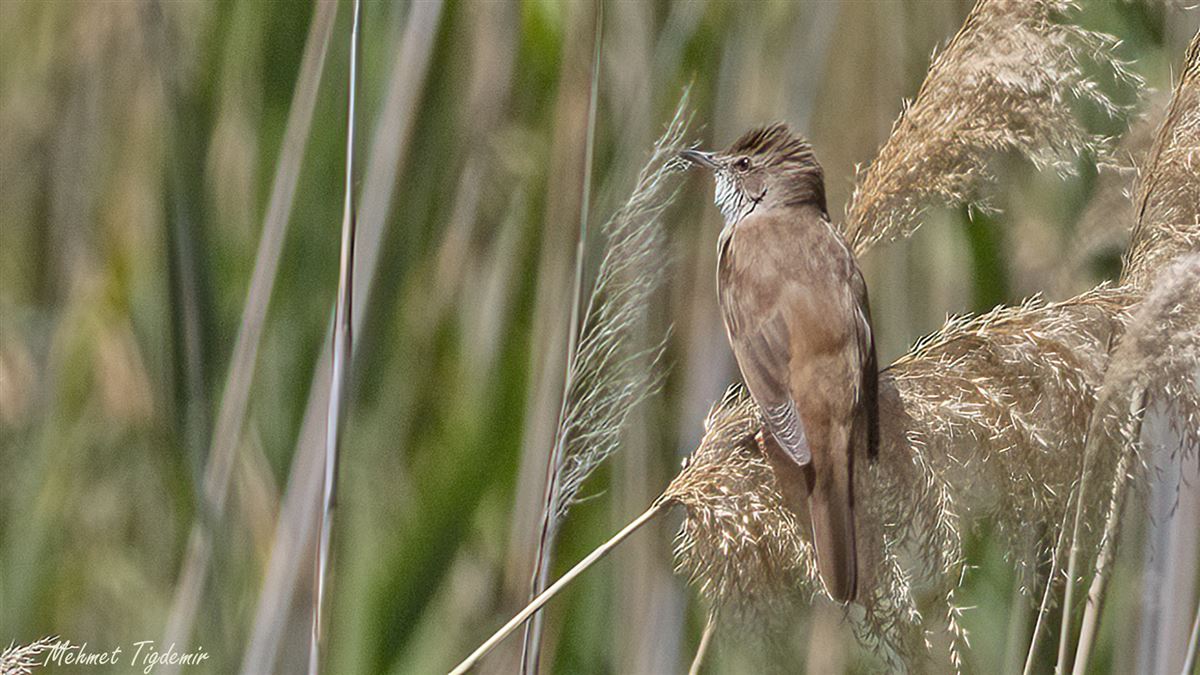Great Reed Warbler