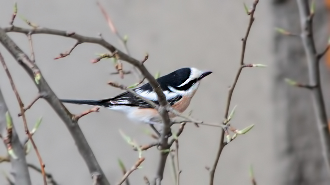 Masked Shrike