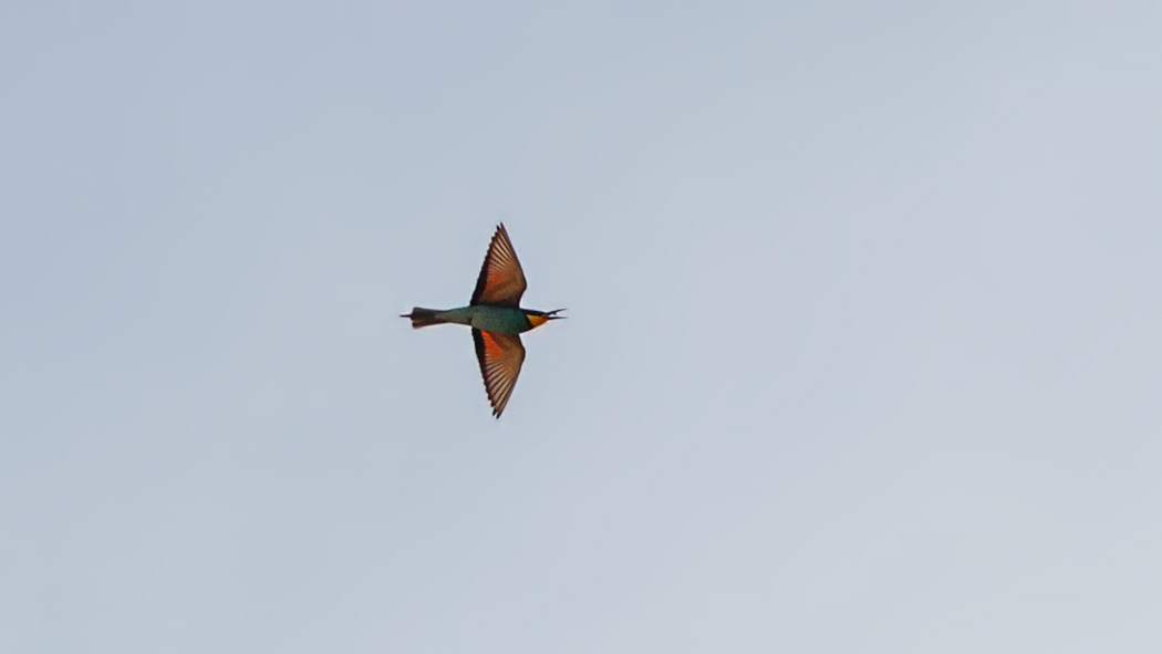 European Bee-eater