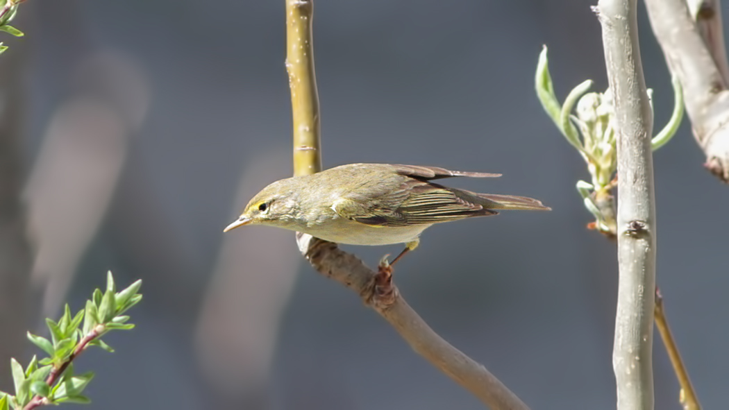 Willow Warbler
